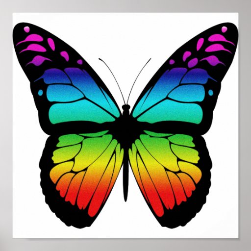 Colorful Butterfly Poster | Zazzle