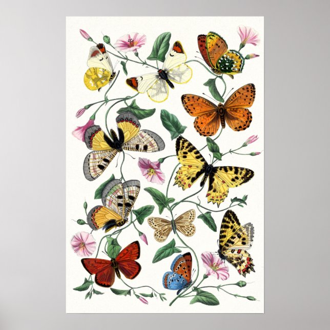 Colorful Butterfly Sketch Art Poster (Front)