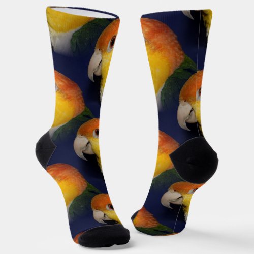 Colorful Caique Parrot Socks