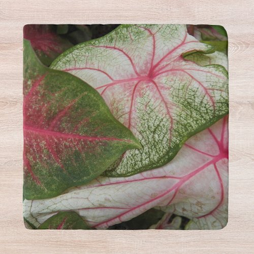 Colorful Caladium Leaves Floral Trivet