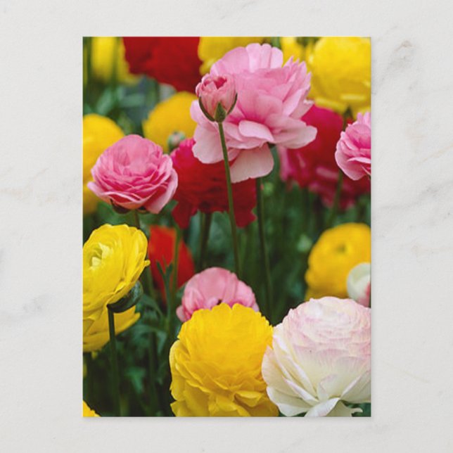 Colorful Carnation Flowers Postcard (Front)