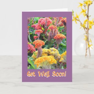 COLORFUL CELOSIA  GARDEN/ GET WELL/CUSTOMIZABLE TE