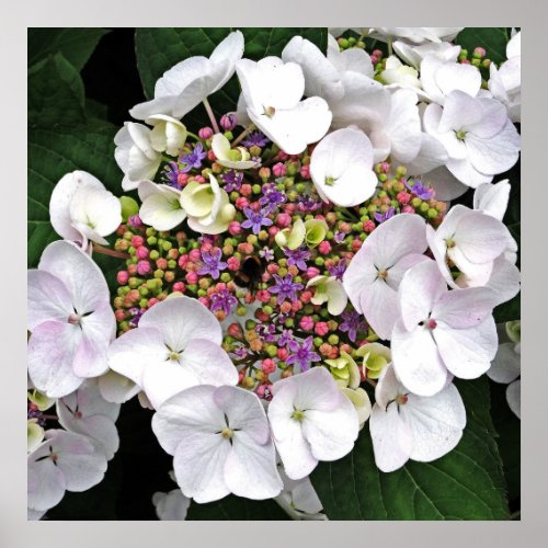 Colorful Center White Lacecap Hydrangea Poster