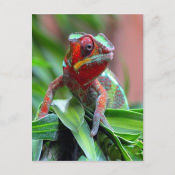 Colorful Chameleon Postcard by thecoveredbridge at Zazzle