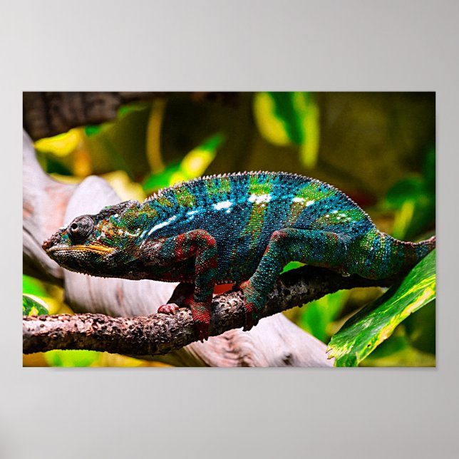 Colorful Chameleon Poster (Front)