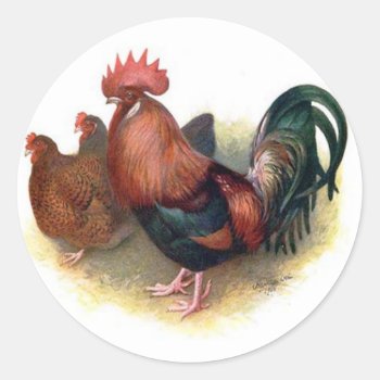 Colorful Chickens Stickers by Vintage_Obsession at Zazzle