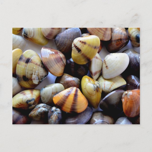 Colorful Clam Shells Postcard (Front)