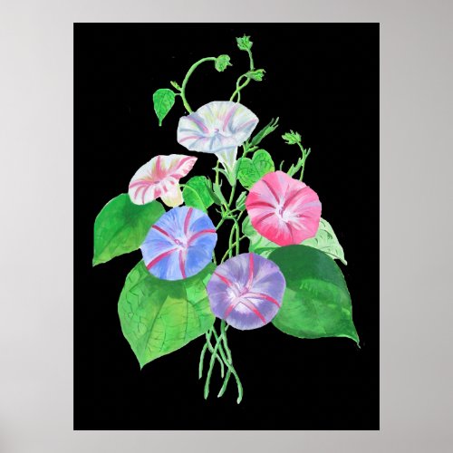 Colorful Climbing Morning Glory Botanical Art Poster