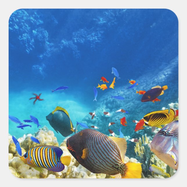 Colorful Clownfish  Square Sticker (Front)