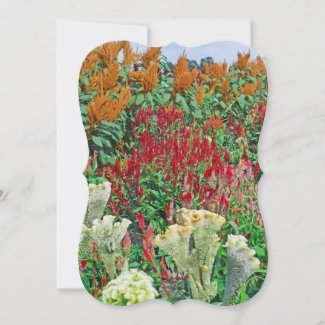 COLORFUL COCKSCOMB GARDEN FLOWERS Flat Card