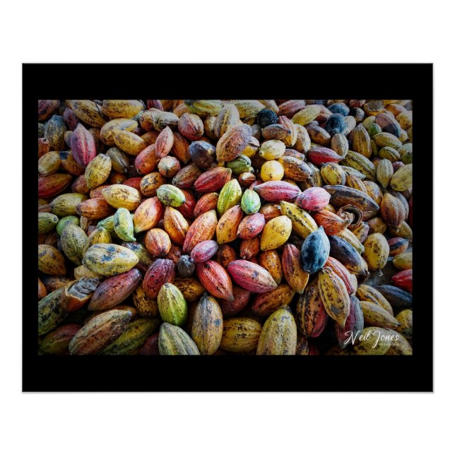 Colorful Cocoa Pods photographic design Poster (Front)