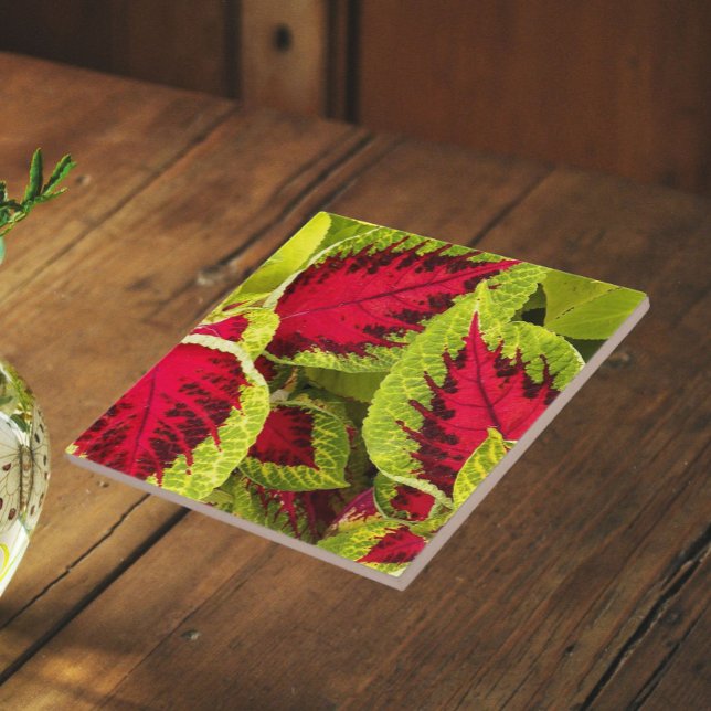 Colorful Coleus Leaves Floral Ceramic Tile (In Situ)
