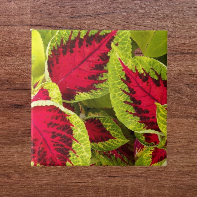 Colorful Coleus Leaves Floral Ceramic Tile (In Situ)