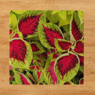 Colorful Coleus Leaves Floral Trivet