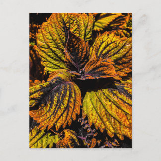 Colorful Coleus Leaves Yellow Green and Purple Postcard