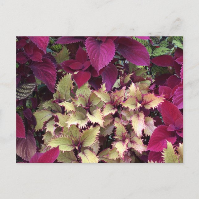 Colorful Coleus Postcard (Front)