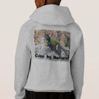 Colorful Collared Lizard In The Sun Photograph