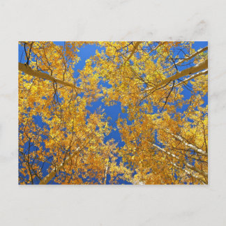 Colorful Colorado Aspens... Postcard