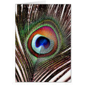 Colorful Copper Peacock Feather (Front)