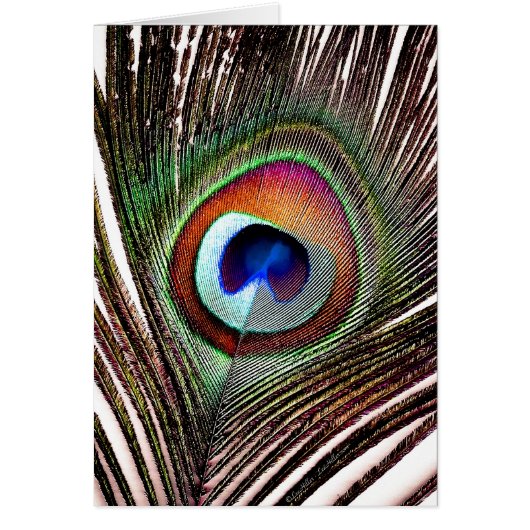 Colorful Copper Peacock Feather Cards (Front)
