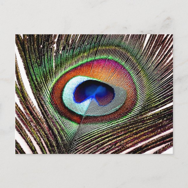 Colorful Copper Peacock Feather Postcard (Front)