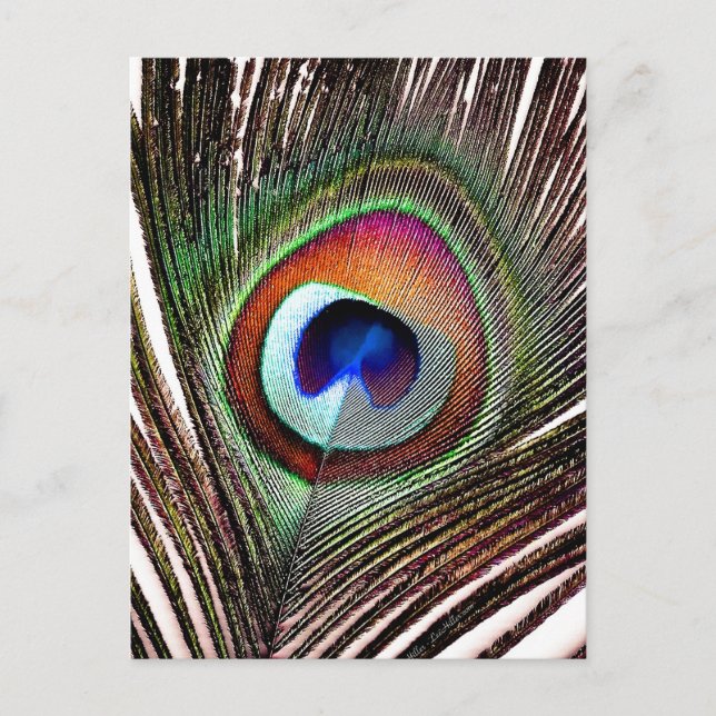 Colorful Copper Peacock Feather Postcard (Front)