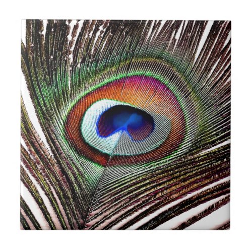 Colorful Copper Peacock Feather Tile