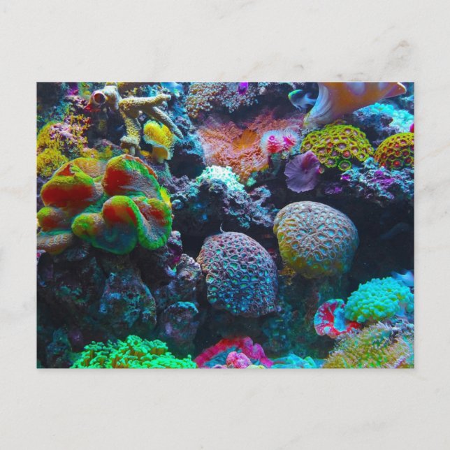 Colorful Coral Holiday Postcard (Front)