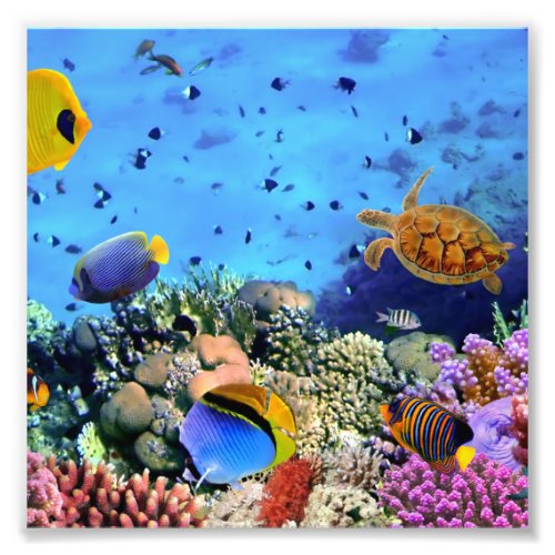 Colorful Coral Reef Critters Photo Print