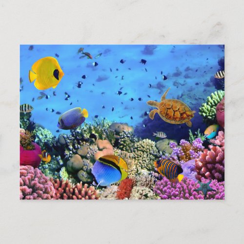 Colorful Coral Reef Critters Postcard