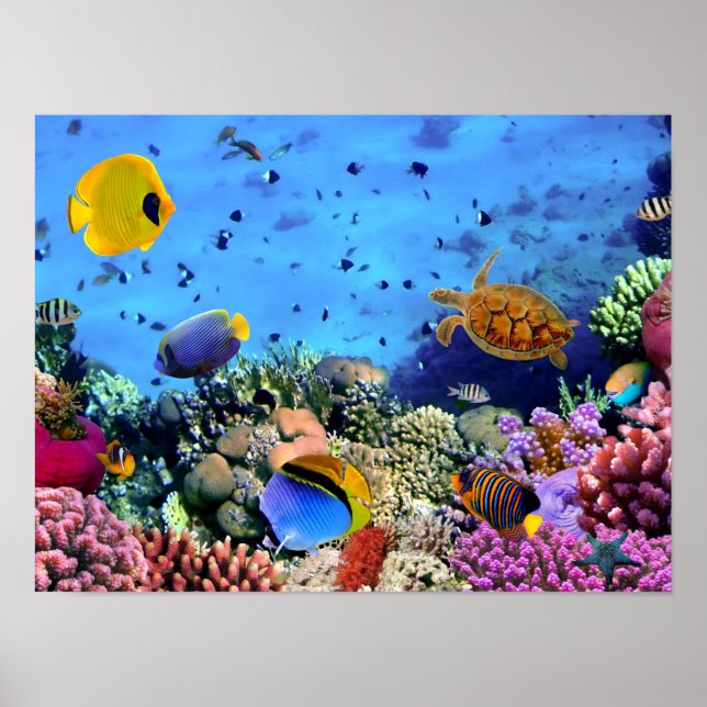 Colorful Coral Reef Critters Poster (Front)
