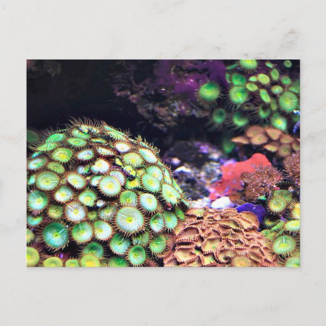 Colorful Coral Reef Postcard (Front)