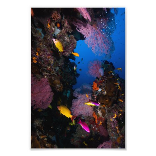 Colorful Coral Sea Photo Print