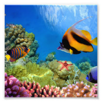 Colorful Coral &amp; Tropical Fish Photo Print