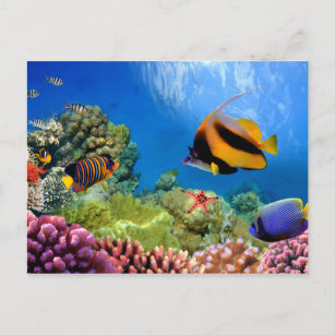 Colorful Coral & Tropical Fish Postcard