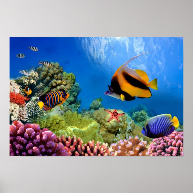 Colorful Coral & Tropical Fish Poster (Front)