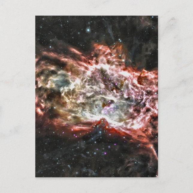 Colorful Cosmos Postcard (Front)