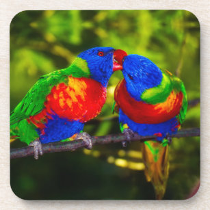 Colorful Couple of Kissing Parrots Beverage Coaster