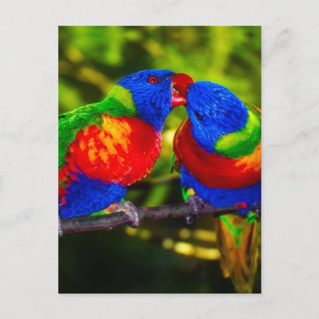 Colorful Couple of Parrots Postcard (Front)