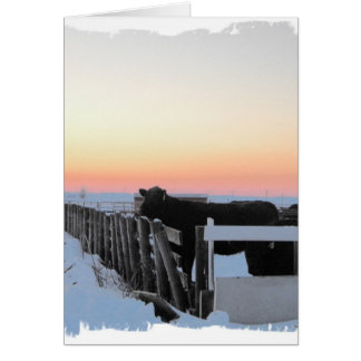 Colorful Cow Cards