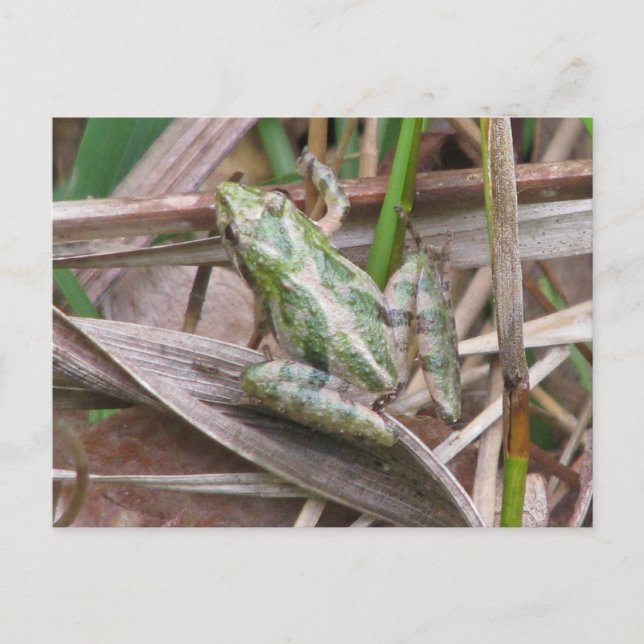 Colorful Cricket Frog Postcard (Front)