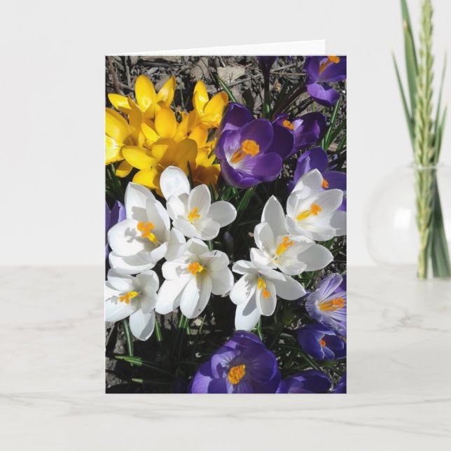 Colorful Crocus Spring Flowers Blank Card (Front)