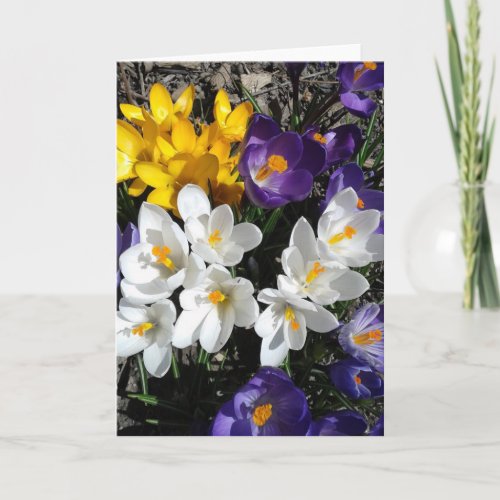 Colorful Crocus Spring Flowers Blank Card