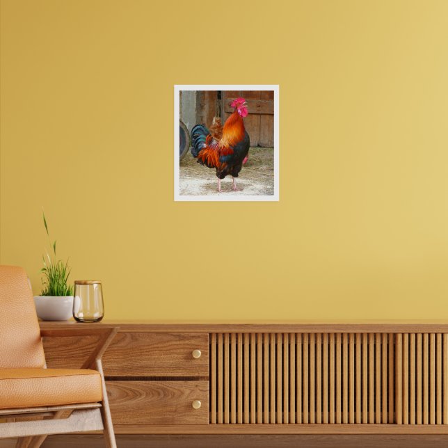 Colorful Crowing Rooster by Barn Poster (Living Room 2)