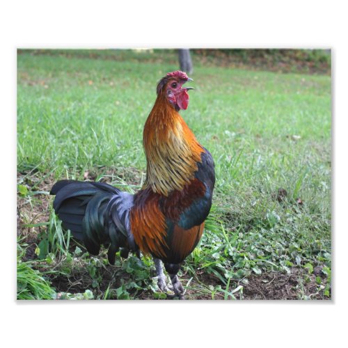 Colorful Crowing Rooster Farm Animal Photo Print
