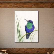 Colorful Crowned Woodnymph Hummingbird
