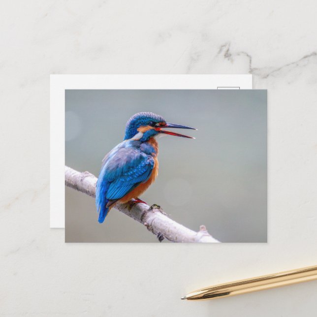 Colorful Cute Common Kingfisher Postcard (Front/Back In Situ)