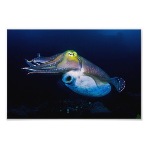 Colorful Cuttlefish Great Barrier Reef Coral Sea Photo Print