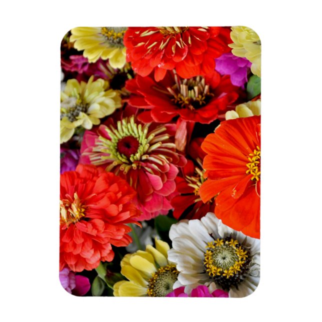 Colorful dahlia flowers magnet (Vertical)