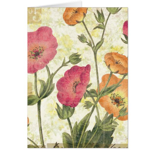 Colorful Daisies Cards (Front)